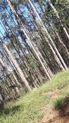 Vendo Floresta de Eucalipto de 275 ha em Minas Gerais