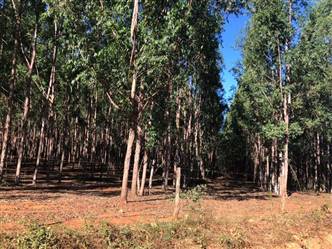 Vendo Floresta de Eucalipto Citriodora 120 ha de 10 anos em Curvelo Minas Gerais
