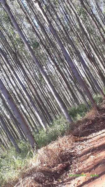 Vendo Floresta de Eucalipto com 200 ha em Minas Gerais
