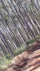 Vendo Floresta de Eucalipto com 200 ha em Minas Gerais