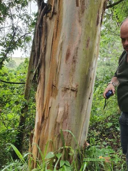 Vendo Floresta de Eucalipto Citriodora no Brasil
