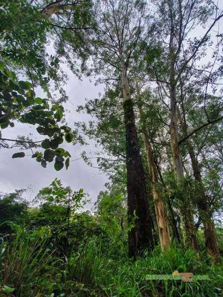 Vendo Floresta de Eucalipto Citriodoro em São Paulo 