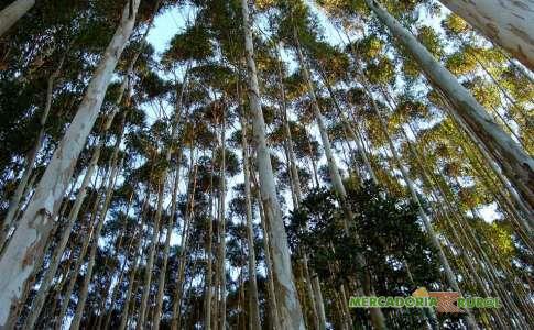 Madeira de Eucalipto Citriodora a Venda 10000m3