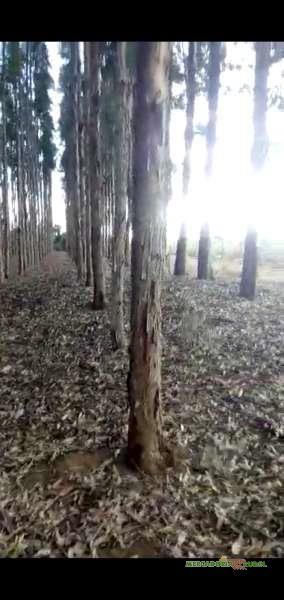 Vendo Floresta de Eucalipto de 500 ha Ilhéus Bahia 