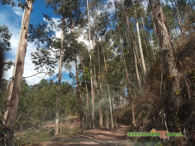 Vendo Floresta de Toras de  Eucalipto Urograndis em Pé Rio Preto MG
