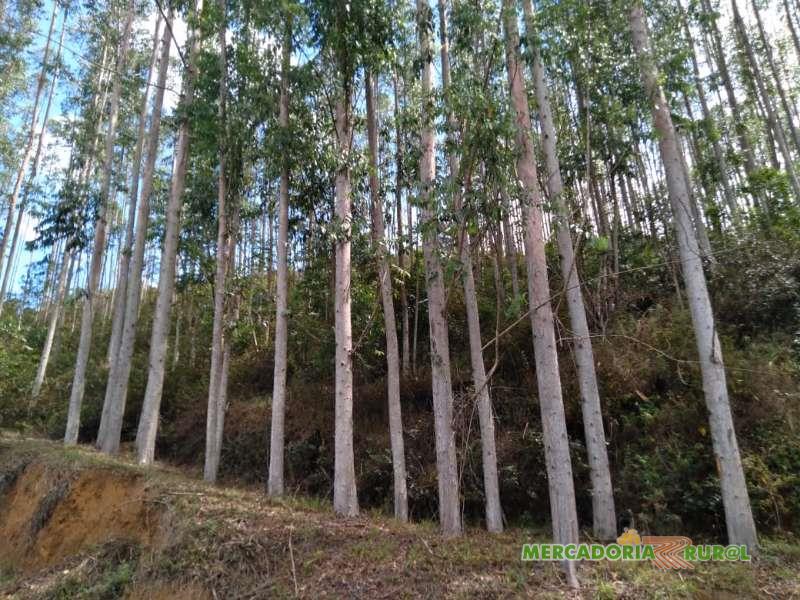 Vendo Floresta de Toras de  Eucalipto Urograndis em Pé Rio Preto MG