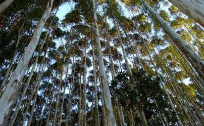 Vendo Floresta de Eucalipto Citriodora acima de 40 anos 