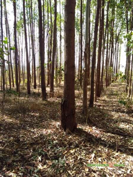 Floresta de Eucalipto de 100 ha a venda em Piumhi MG