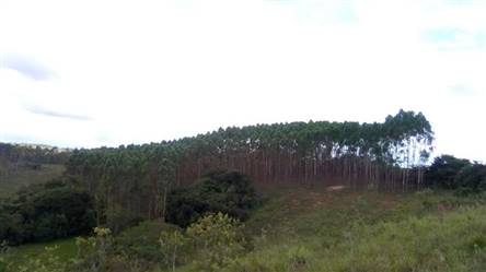 Vendo Floresta de Eucalipto em Barbacena Minas Gerais 