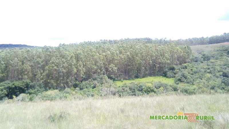 Vendo Floresta de Eucalipto em Barbacena Minas Gerais 