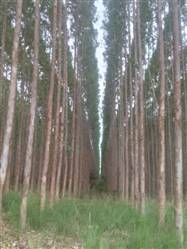 Floresta de Eucalipto a venda no Norte de Minas 