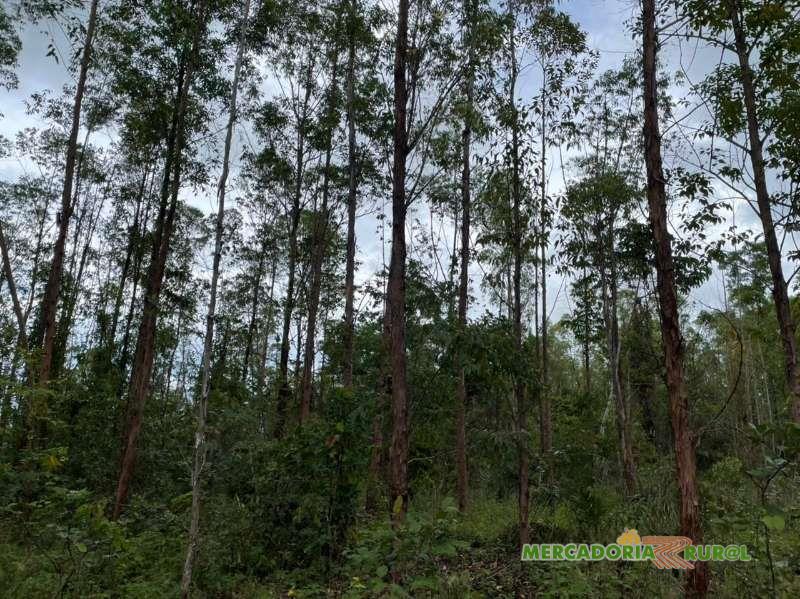 Floresta de Eucalipto a venda em Santa Terezinha de Goiás 