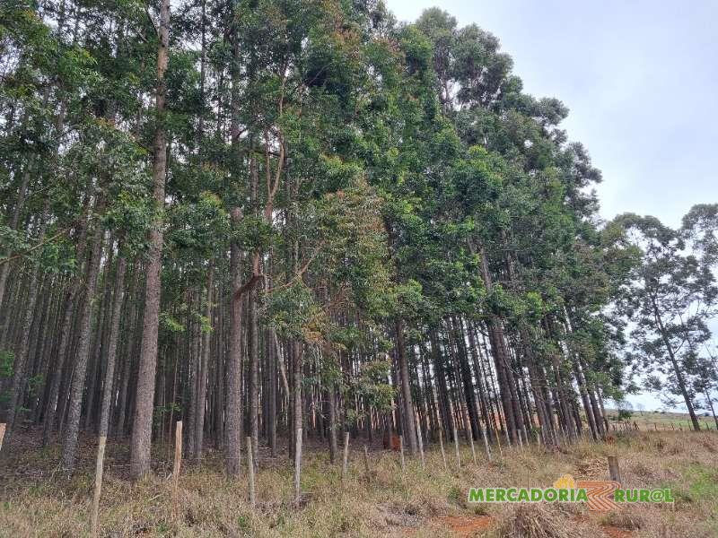 Floresta de Eucalipto Cloeziana a Venda em Belo Horizonte