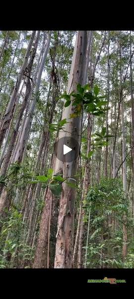 Floresta de Eucalipto a Venda em São Pedro da União -MG