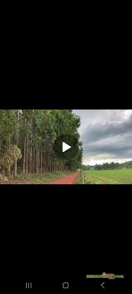 Floresta de Eucalipto a Venda em São Pedro da União -MG