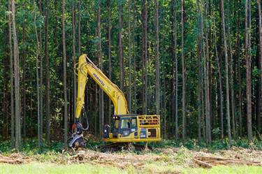 Serviços de Colheita e Transporte Florestal de Eucalipto em Minas Gerais