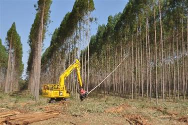 Serviços de Colheita e Transporte Florestal no Brasil