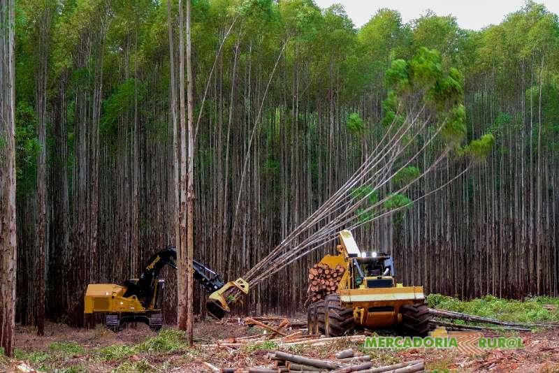 Serviços de Colheita e Transporte Florestal em Jaciara Mato Grosso