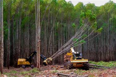 Serviços de Colheita e Transporte Florestal em Jaciara Mato Grosso