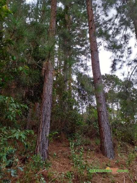 Vendo Floresta de Pinus em Minas Gerais