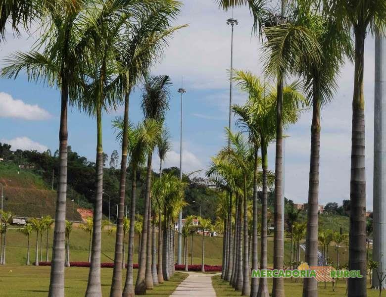 Palmeiras Ornamentais para Jardins em Belo Horizonte