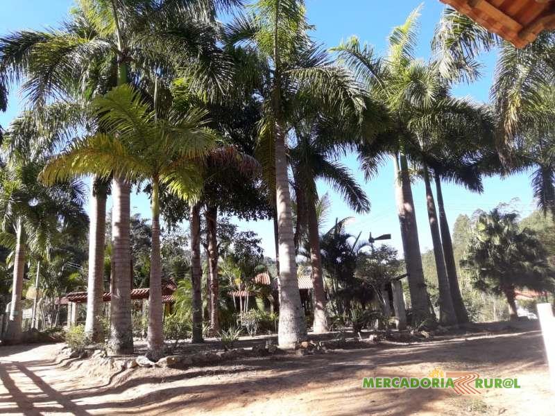 Palmeira Imperial Adulta em Belo Horizonte