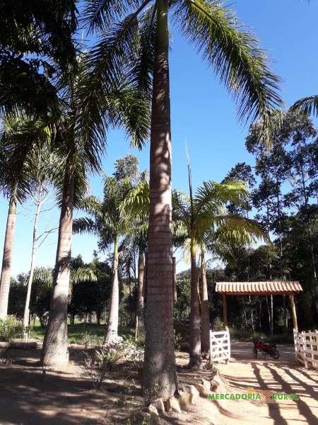 Palmeira Imperial Adulta em Belo Horizonte