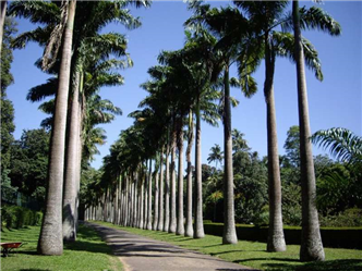 Palmeira Imperial em Belo Horizonte.