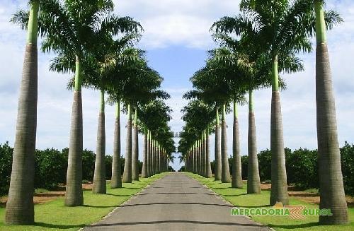 Vendas de Palmeira Imperial em Minas Gerais