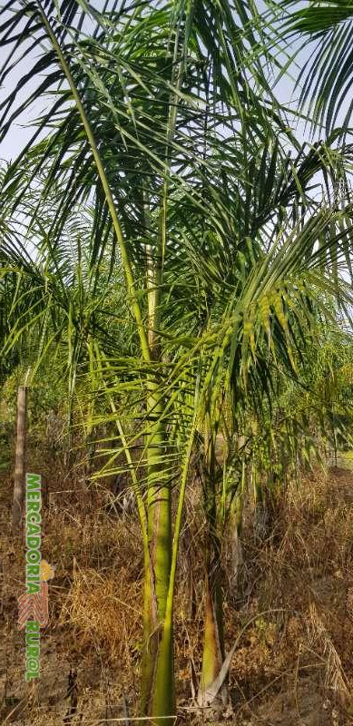 Palmeira Imperial a venda para entradas de Fazendas