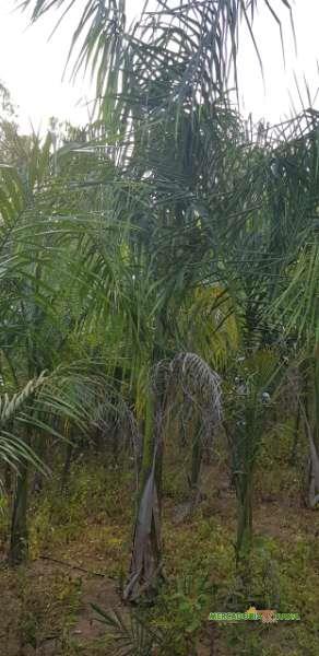 Palmeira Imperial a venda em Dona Euzebia Direto do Produtor