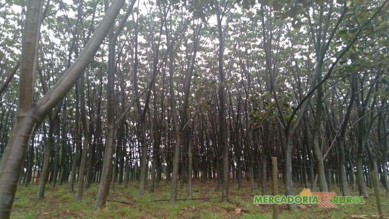 Brazilian Balsa Wood