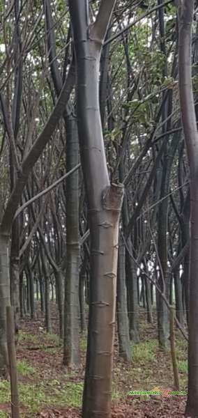 Brazilian Balsa Wood