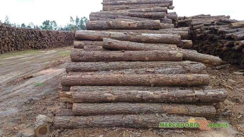 Vendo Toretes de Pinus Fabricação de Pallets Belo Horizonte