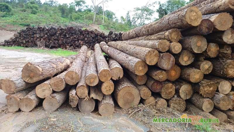 Vendo Madeira cortada de Pinus para pallets e moveis em Belo Horizonte MG
