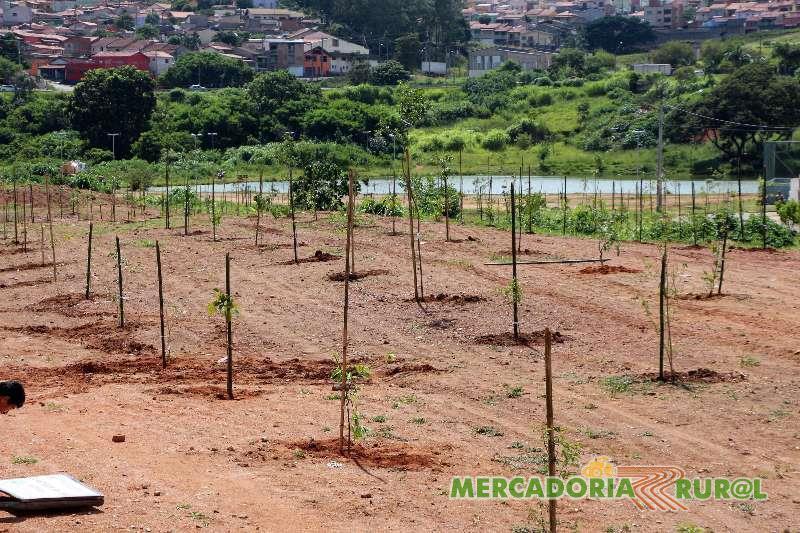 Plantio de Arvores Belo Horizonte Minas Gerais
