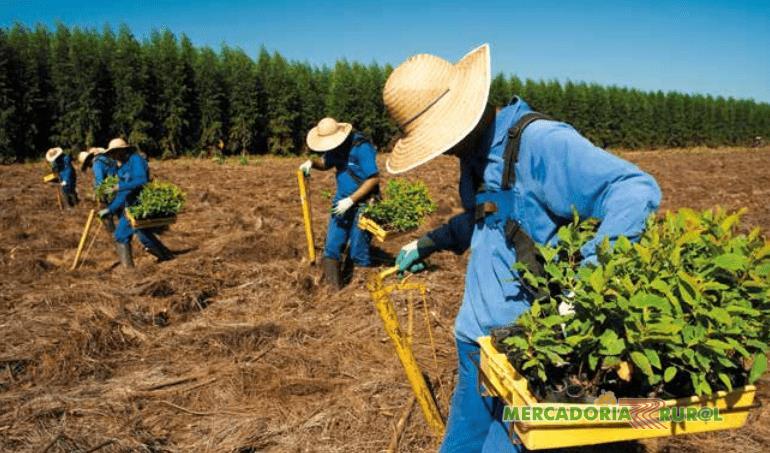 Serviços de Silvicultura plantio de florestas de Eucalipto Brasil