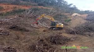 Serviços de Supressão de Arvores em Minas Gerais