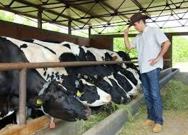 Formulação de ração para bovinos 