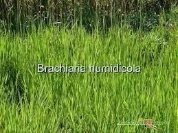 Vendo Semente de Brachiaria Humidicola em Belo Horizonte