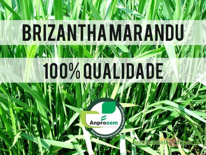 BRIZANTHA MARANDU VC 50 - SACO 20KG - Brachiaria / Brachiarão