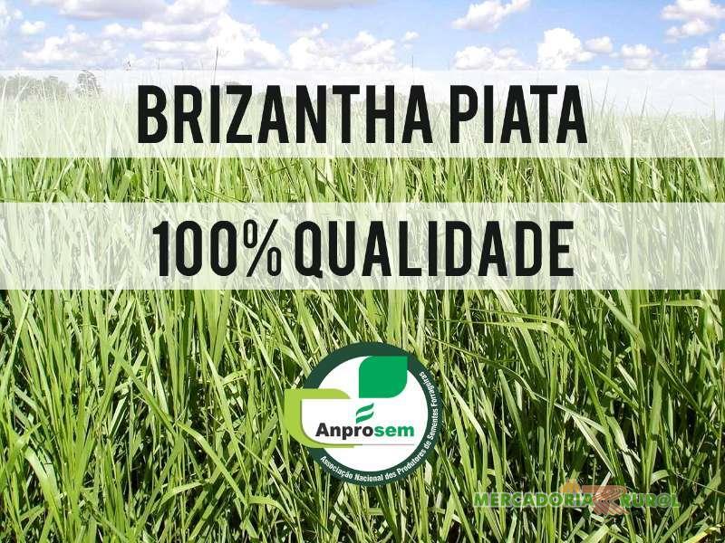 BRIZANTHA PIATÃ - VC 50 - SACARIA 20KG - Brachiaria brizantha