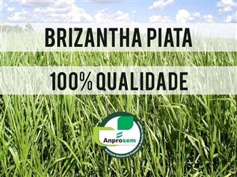 BRIZANTHA PIATÃ - VC 50 - SACARIA 20KG - Brachiaria brizantha
